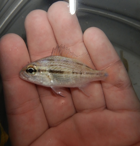 Album (Haemulon parra) — Haemulidae — 3