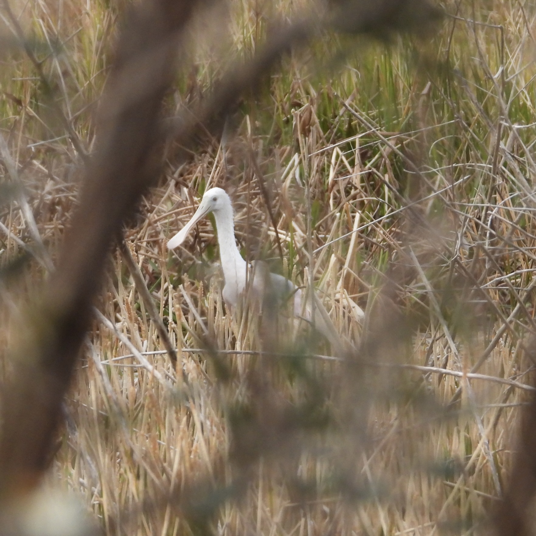 Roseate Spoonbill (Platalea ajaja), photo 1