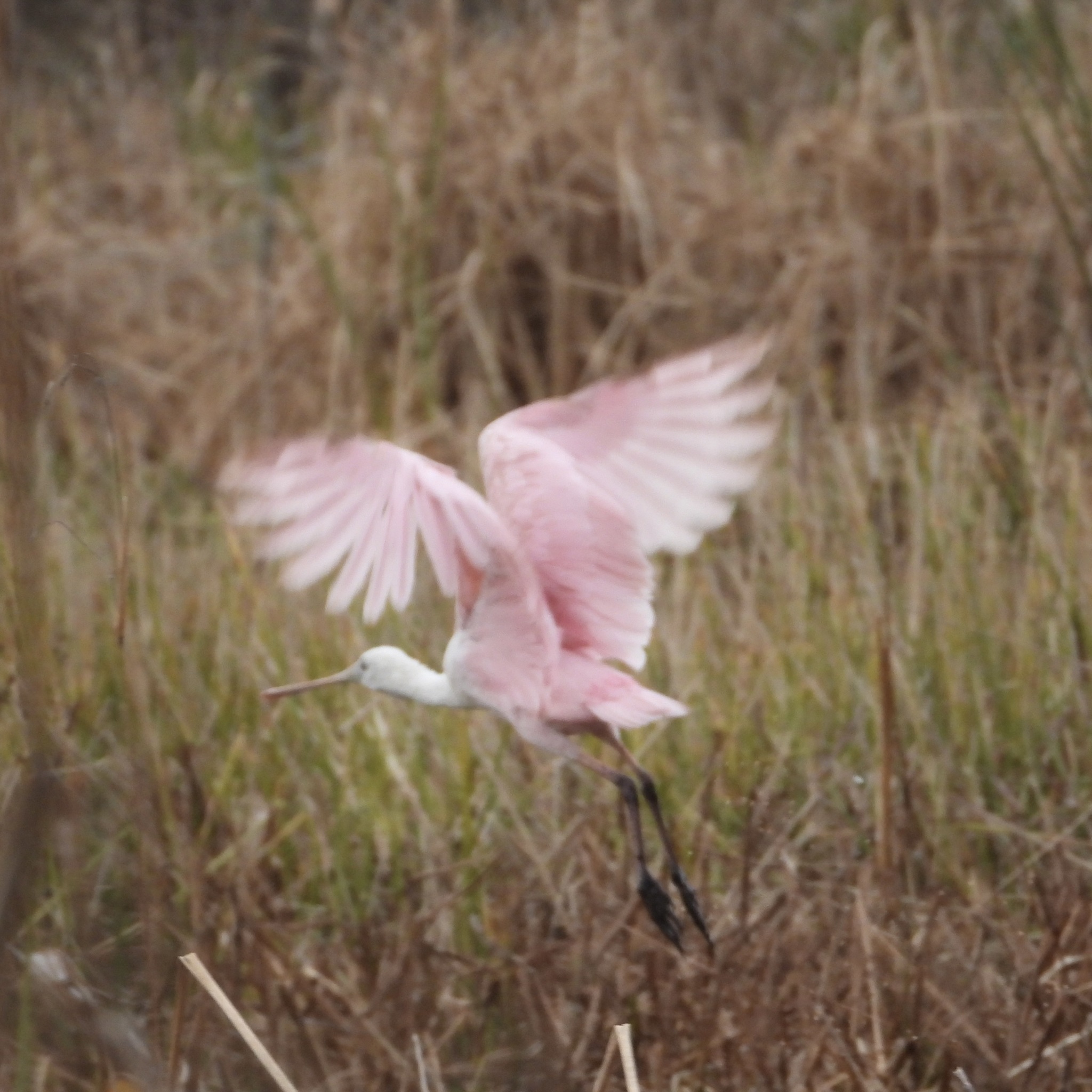 Roseate Spoonbill (Platalea ajaja), photo 2