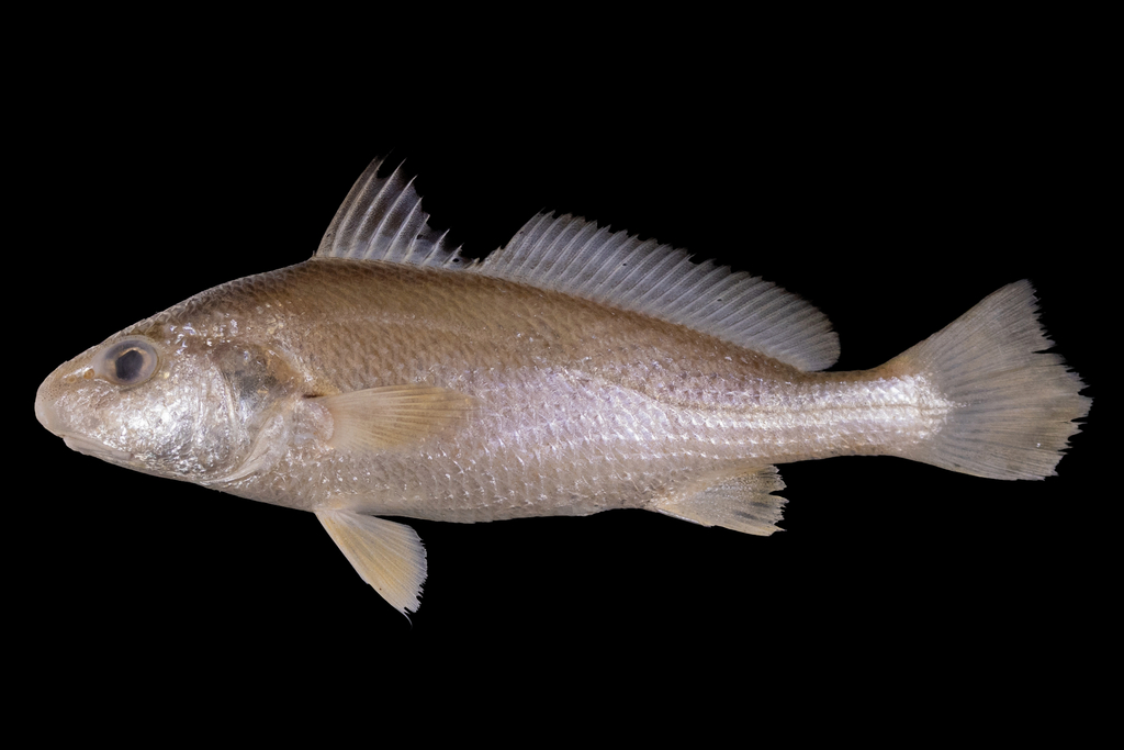 Big-Snout Croaker