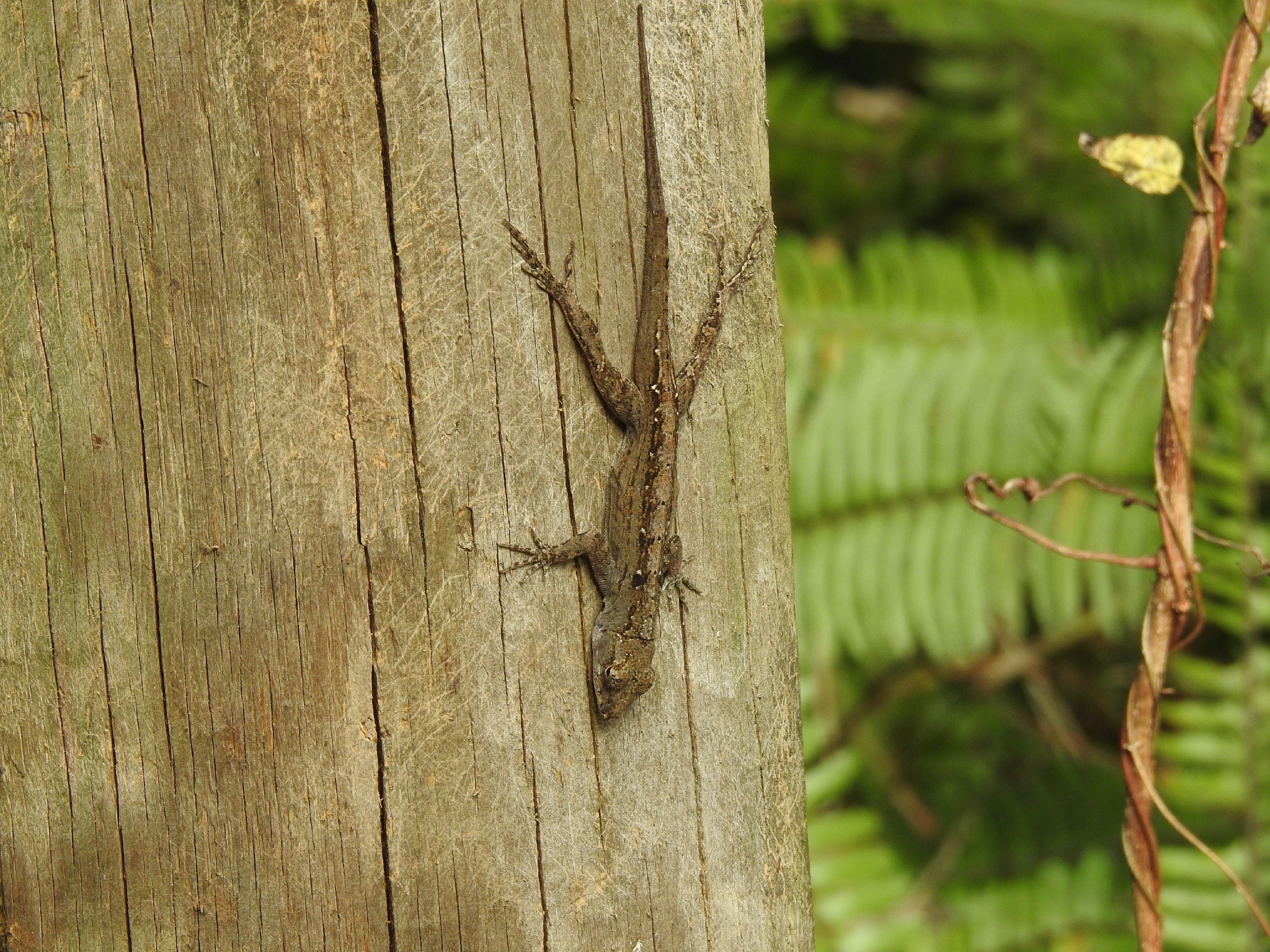 Anolis sagrei Duméril & Bibron, 1837