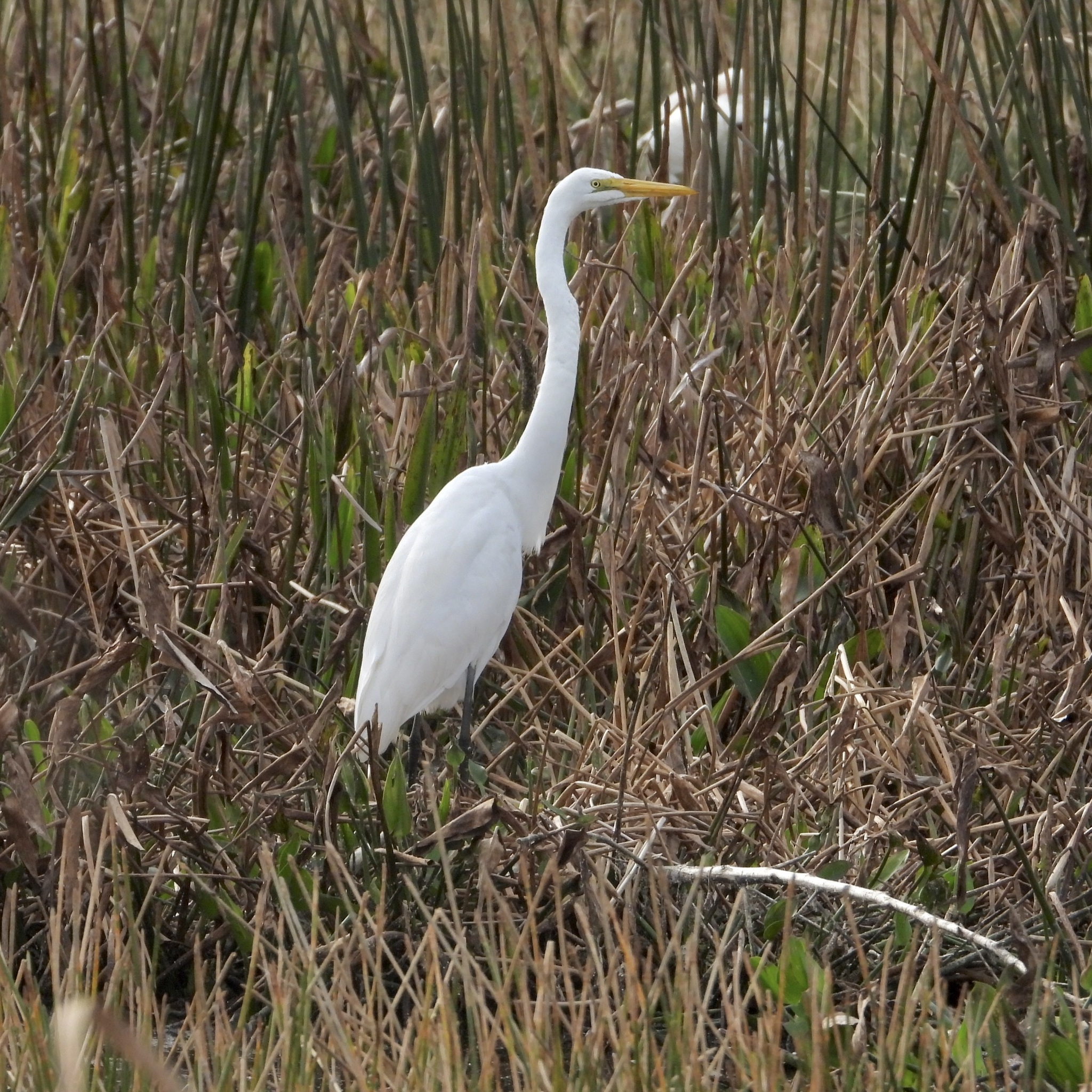 Great Egret (Ardea alba), photo 3