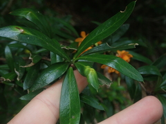 Berberis trigona