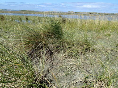 Calamagrostis arenaria