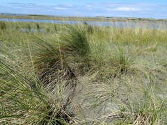 Calamagrostis arenaria