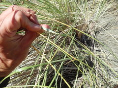Calamagrostis arenaria, photograph Arnim Littek, CC BY, iNaturalist via GBIF
