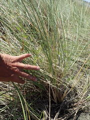 Calamagrostis arenaria, photograph Arnim Littek, CC BY, iNaturalist via GBIF