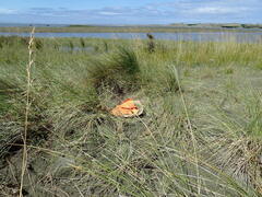Calamagrostis arenaria, photograph Arnim Littek, CC BY, iNaturalist via GBIF