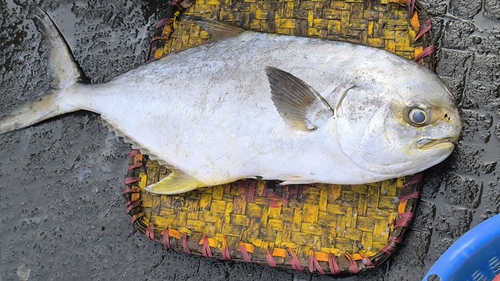 Indian pompano (Trachinotus mookalee) — Carangidae — 5