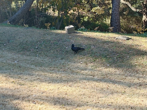 Large-billed Crow (Corvus macrorhynchos)