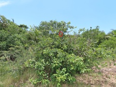 Colomerus antidesmae