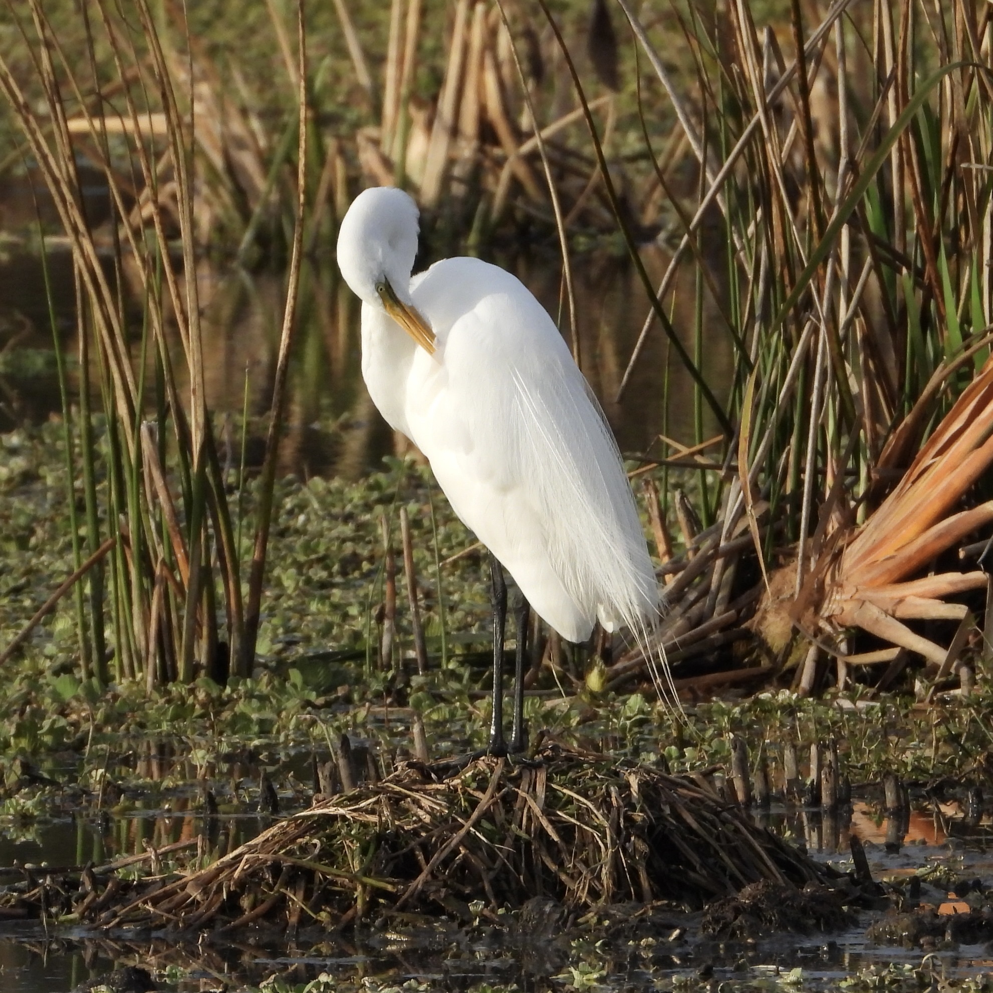 Great Egret (Ardea alba), photo 2