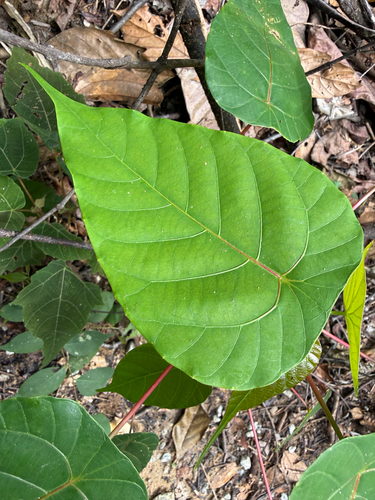 Macaranga conifera observed 2026-01-03