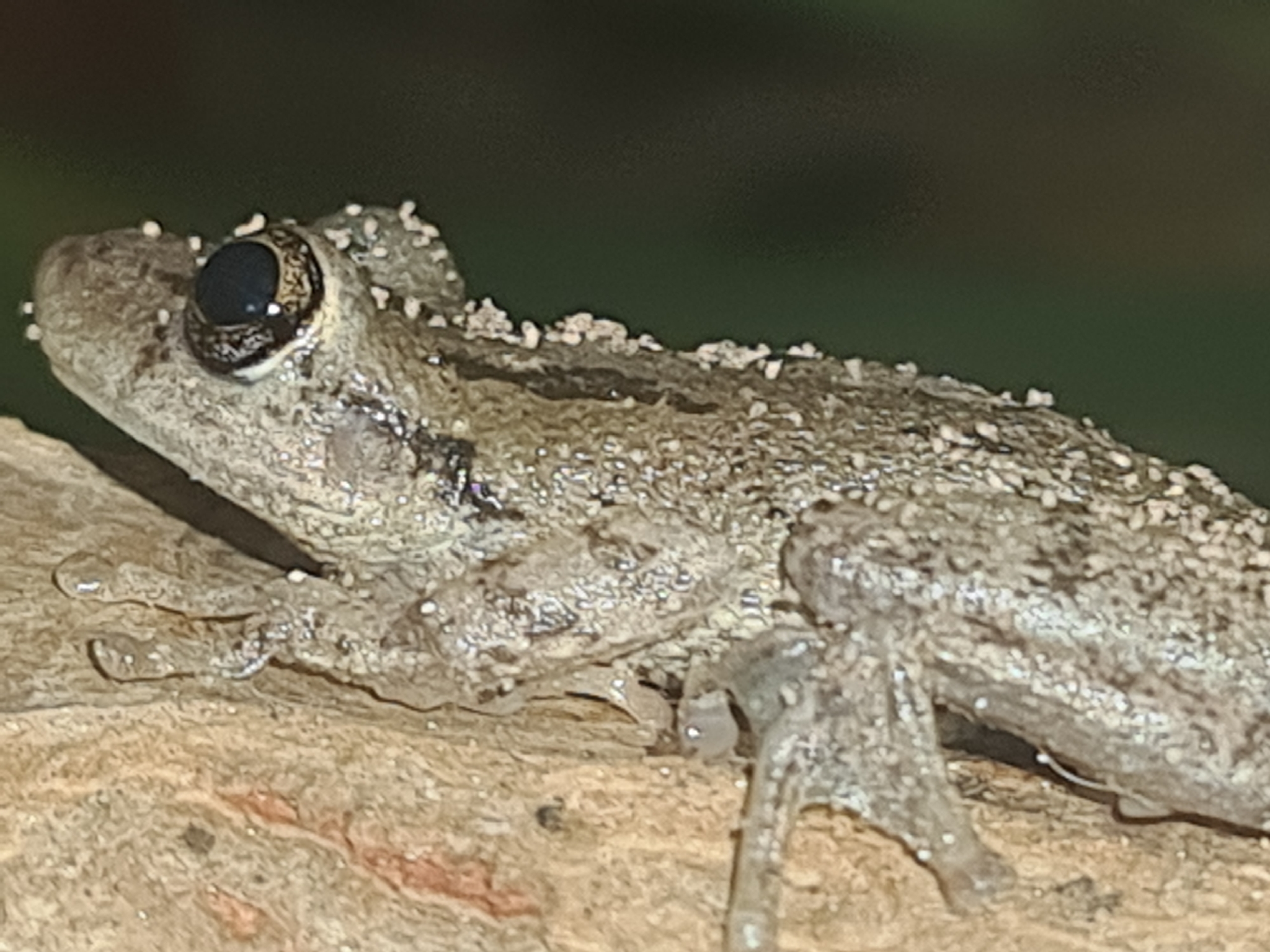 Scinax granulatus (Peters, 1871)