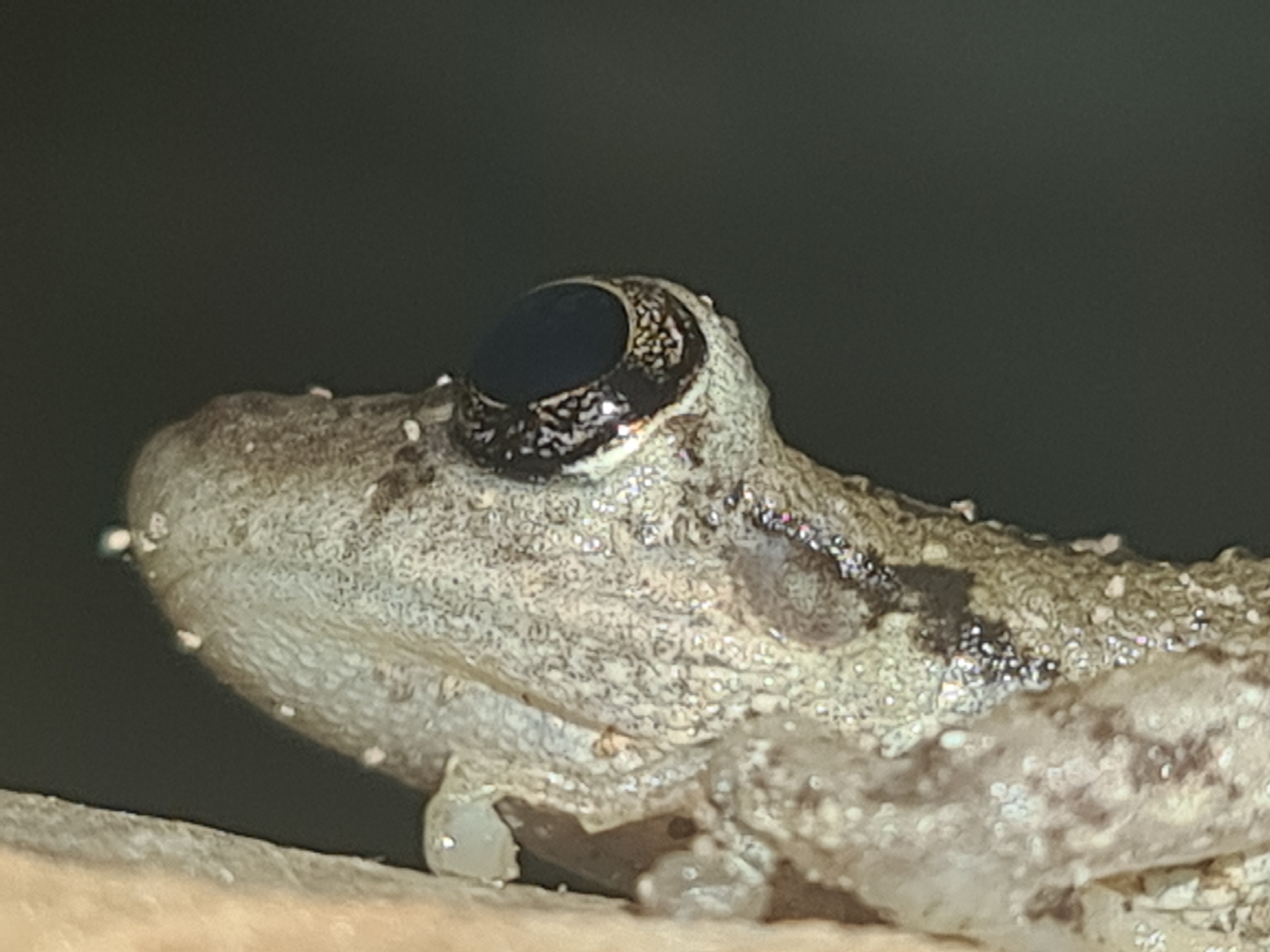 Scinax granulatus (Peters, 1871)