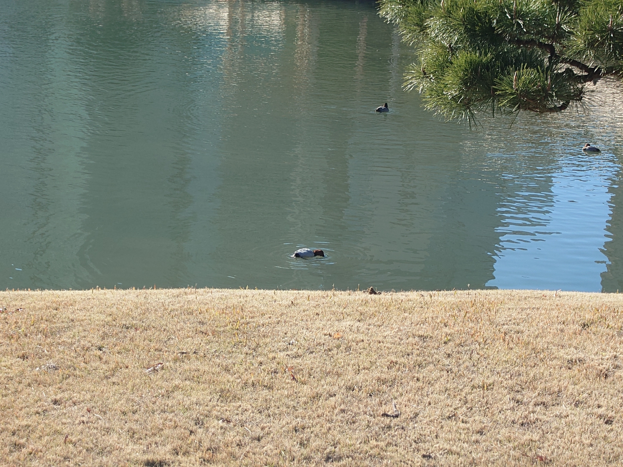 Common Pochard (Aythya ferina), photo 6