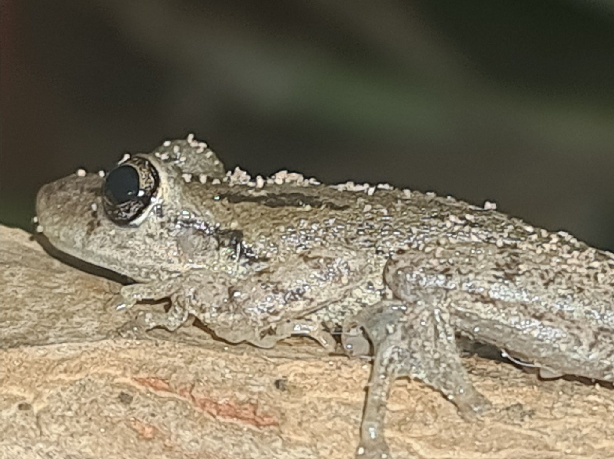 Scinax granulatus (Peters, 1871)