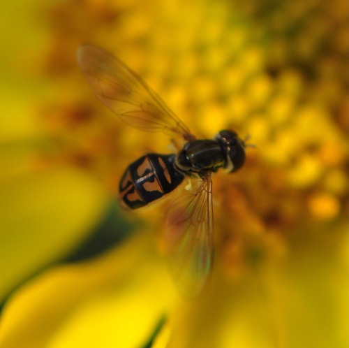 Unknown species found near North Scottsdale, Scottsdale, AZ, USA