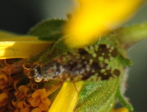 Unknown species found near North Scottsdale, Scottsdale, AZ, USA