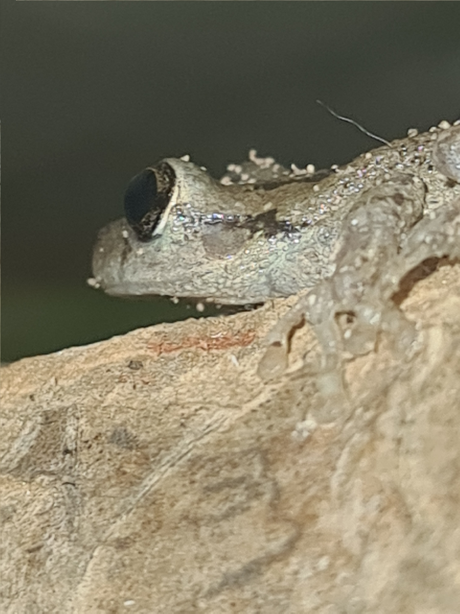 Scinax granulatus (Peters, 1871)