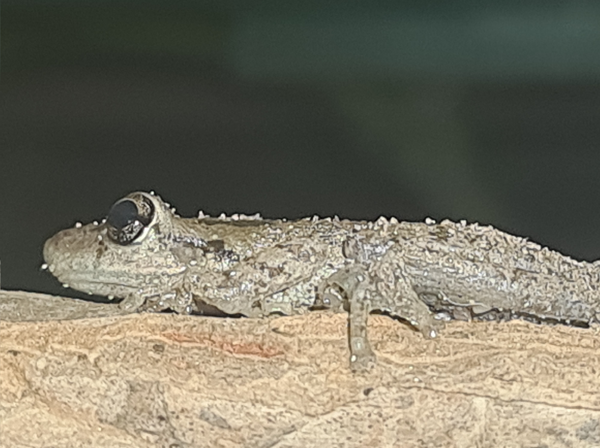 Scinax granulatus (Peters, 1871)