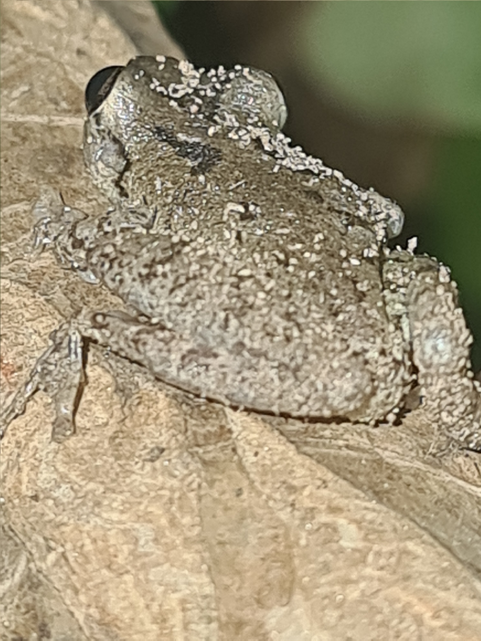 Scinax granulatus (Peters, 1871)