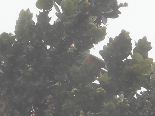 Loxops coccineus observed 2026-01-02