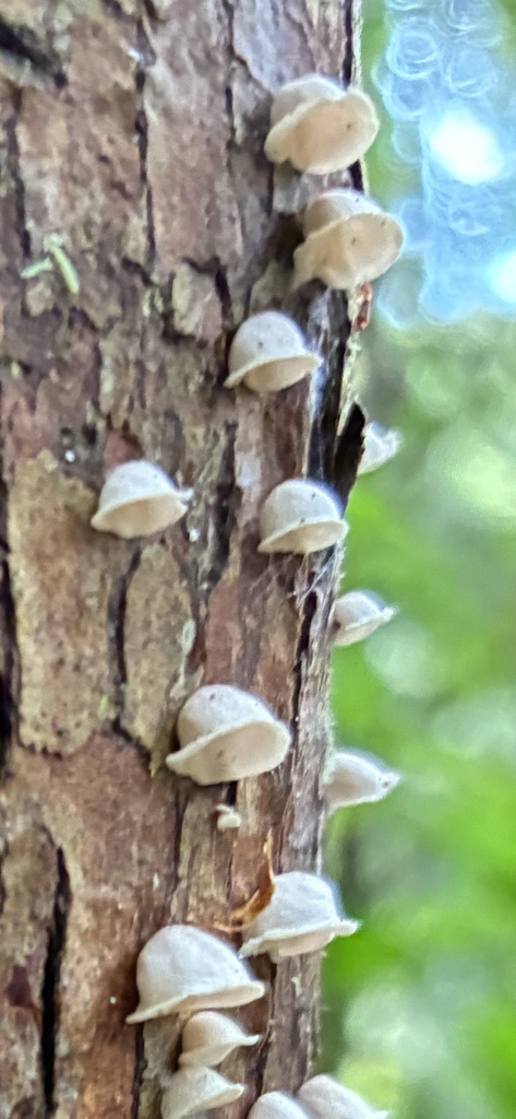 Calyptella totara · January 2026 · photo: © cparminter (iNaturalist, cc-by)
