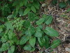 Adenocaulon chilense