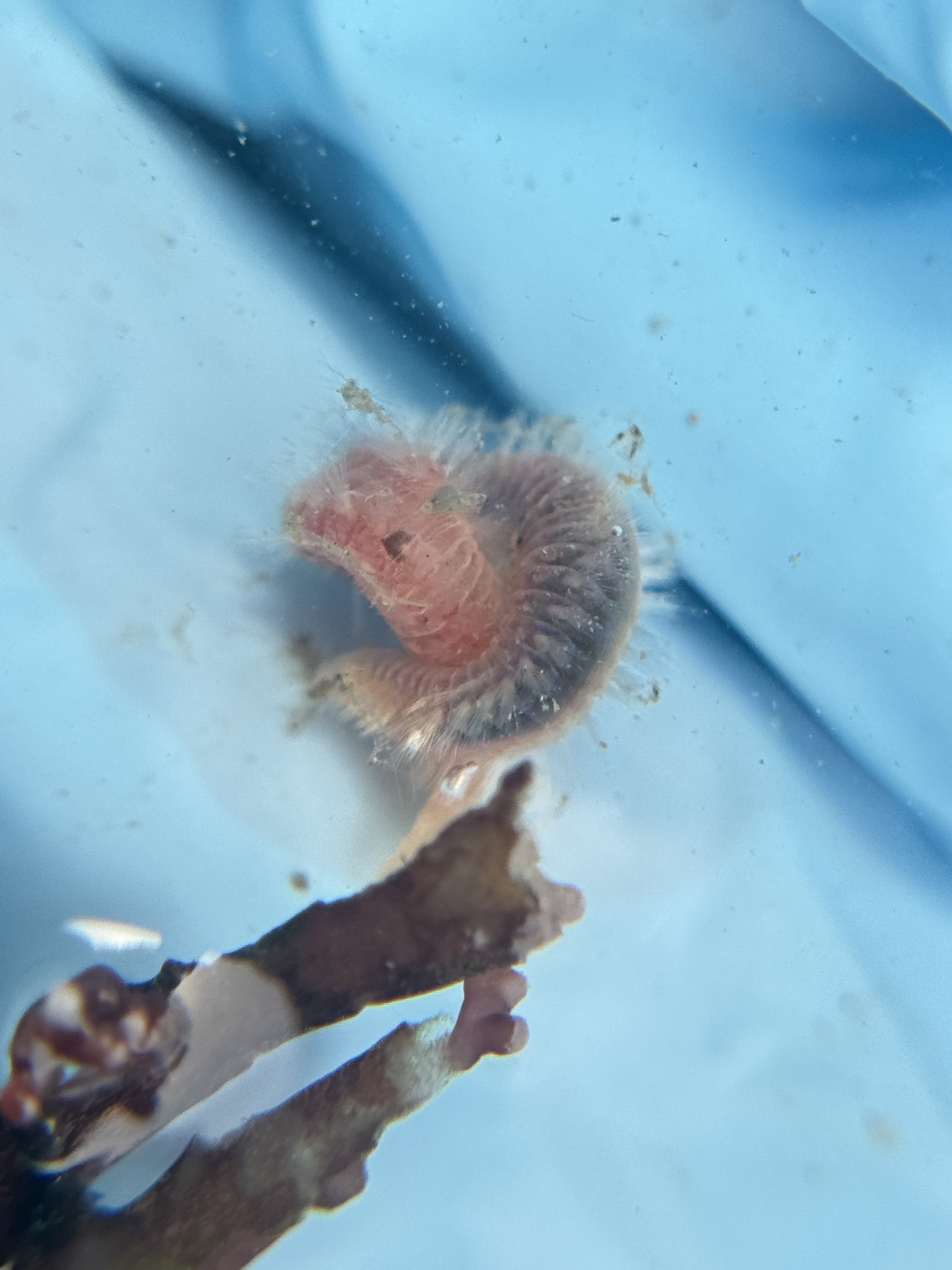 Pareurythoe californica (Johnson, 1897)