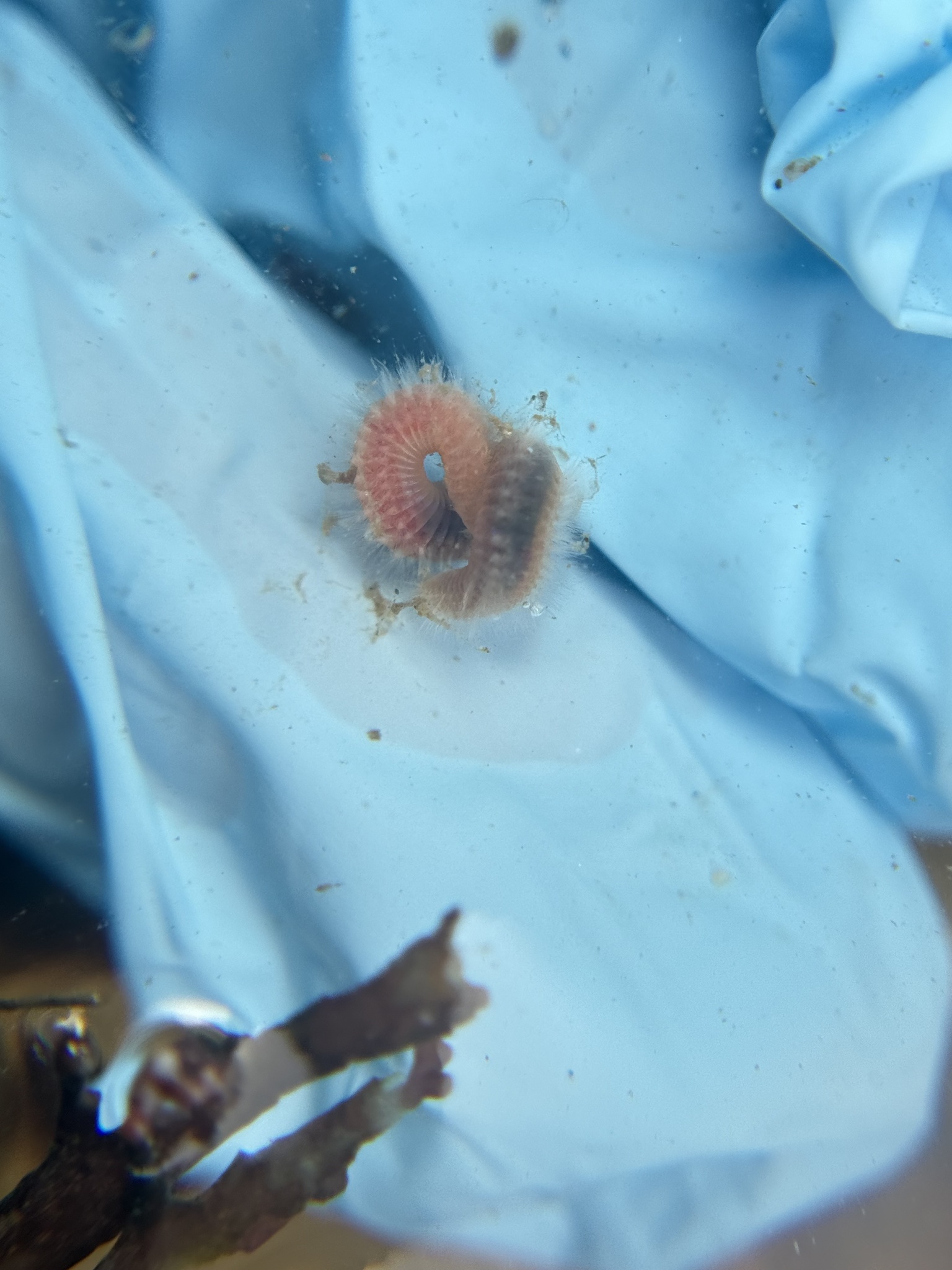Pareurythoe californica (Johnson, 1897)