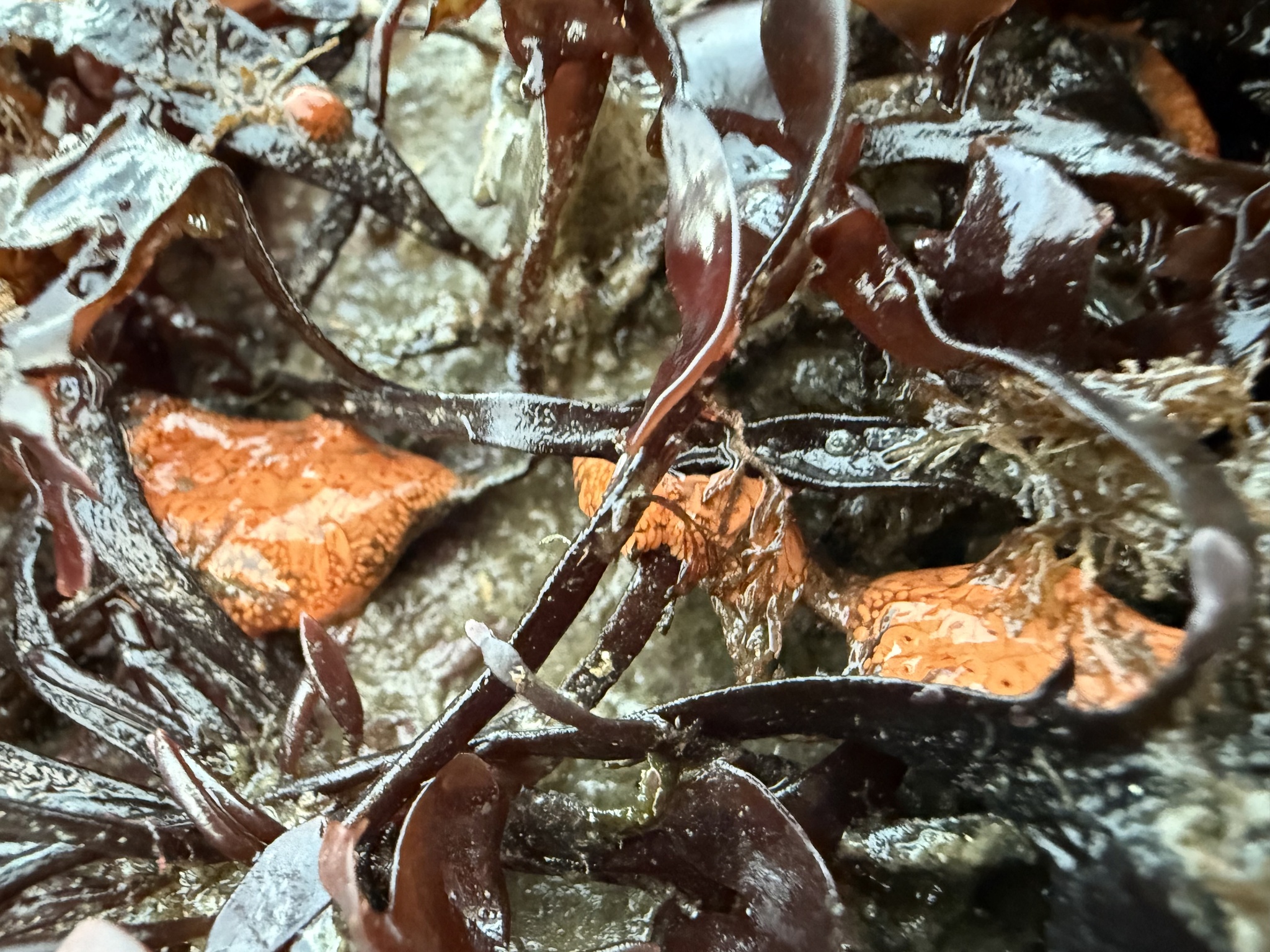 Botrylloides violaceus Oka, 1927