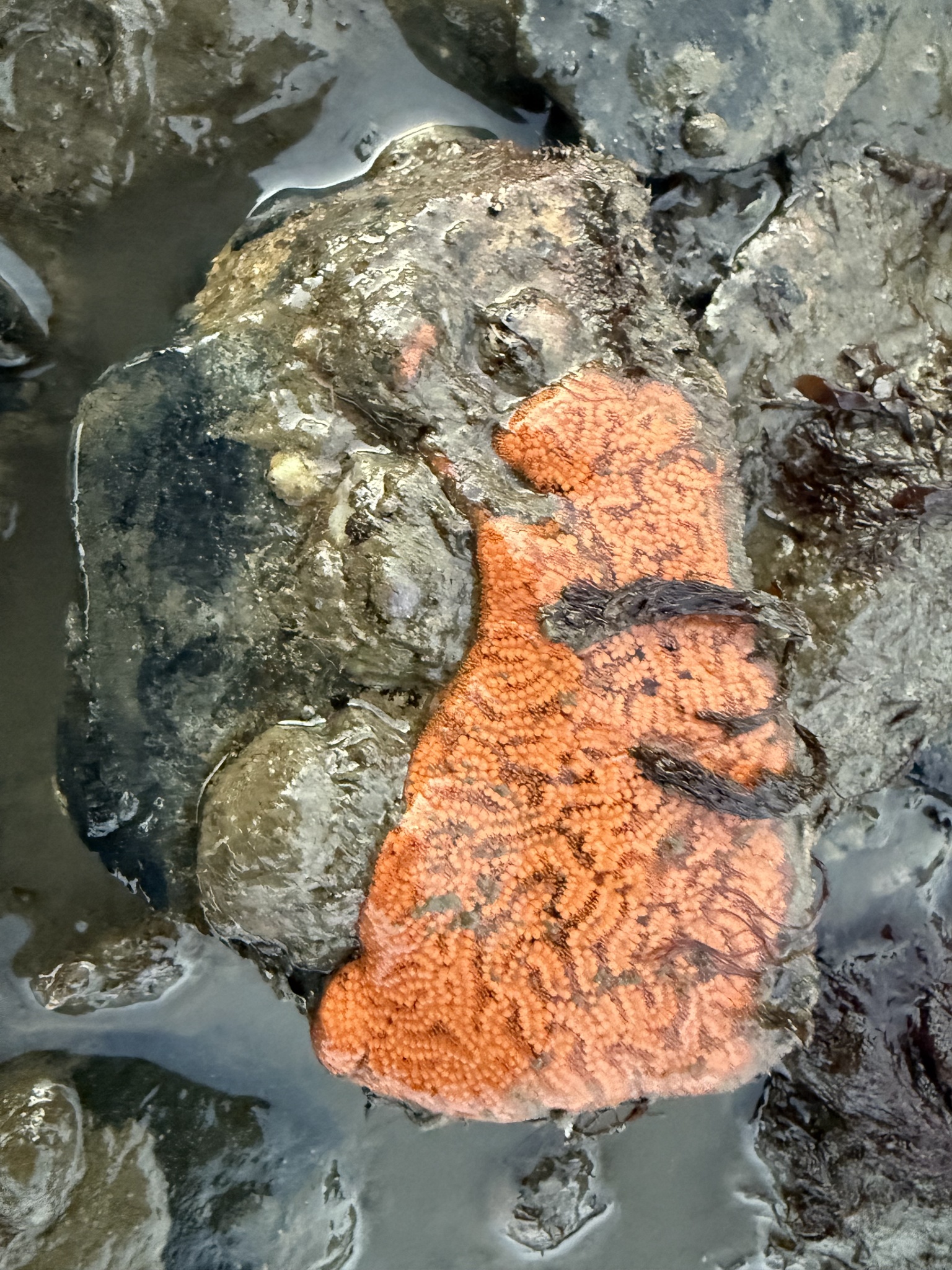 Botrylloides violaceus Oka, 1927
