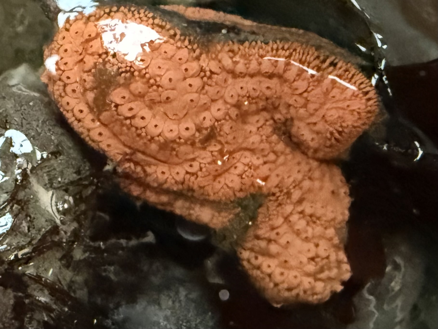 Botrylloides violaceus Oka, 1927