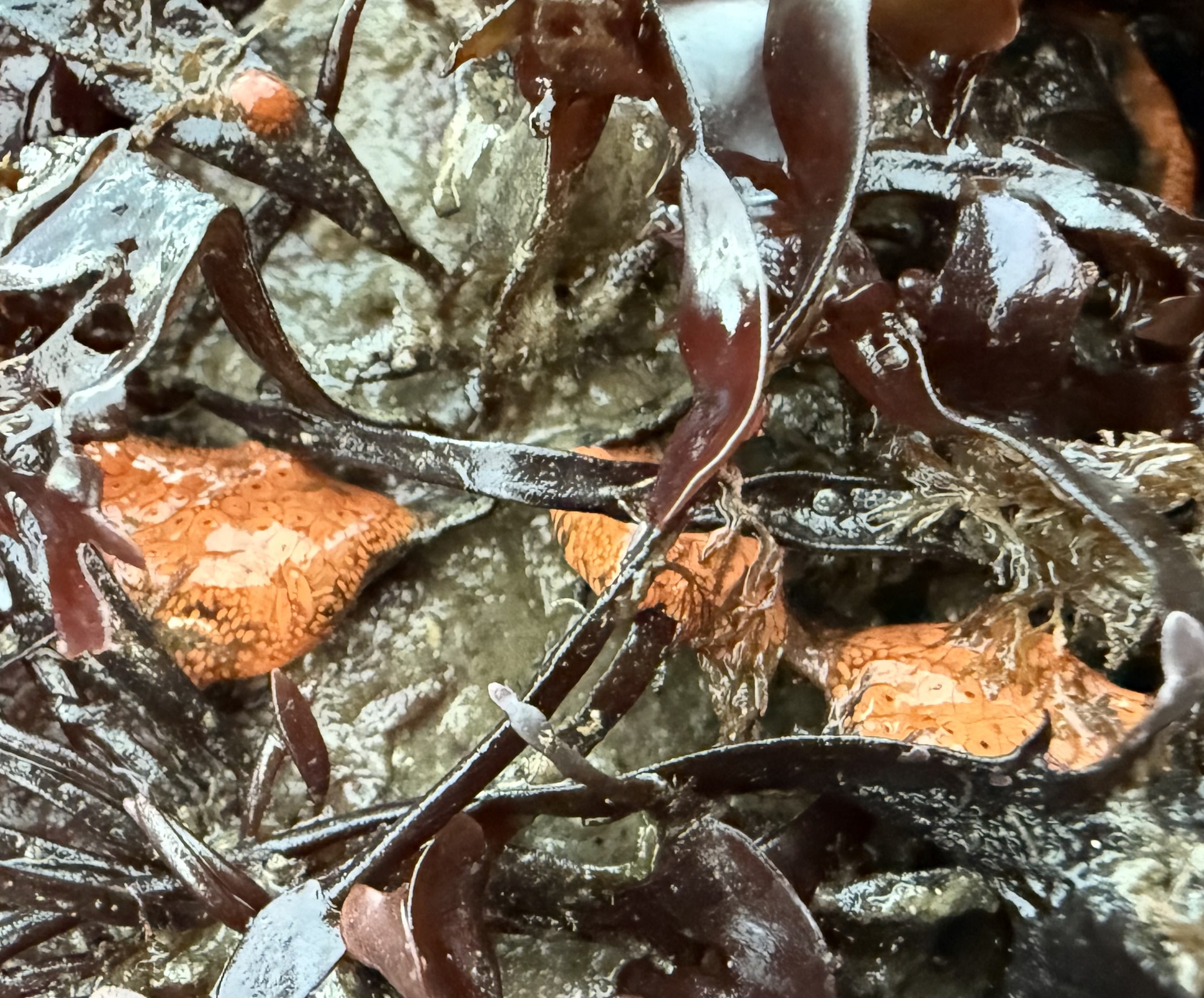 Botrylloides violaceus Oka, 1927