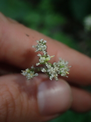 Adenocaulon chilense