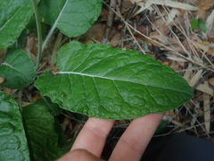 Adenocaulon chilense