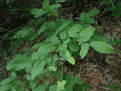 Nothofagus alpina