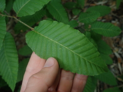Nothofagus alpina