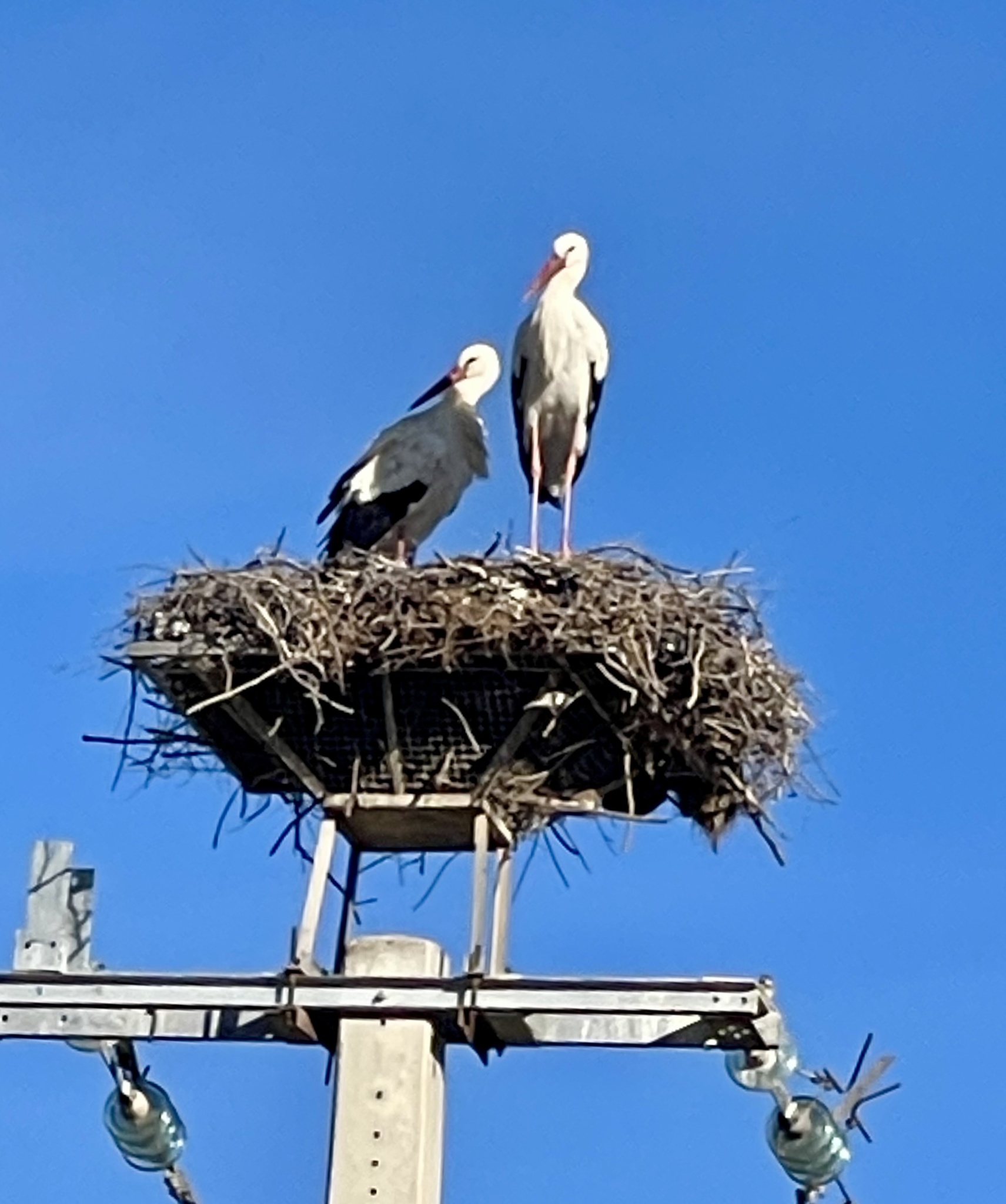White Stork (Ciconia ciconia), photo 1