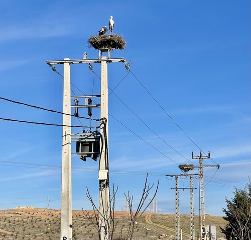 White Stork (Ciconia ciconia), photo 1