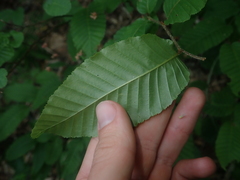 Nothofagus alpina