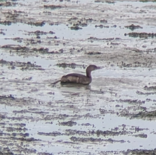 Pied-billed Grebe (Podilymbus podiceps), photo 8