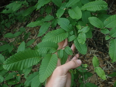Nothofagus alpina
