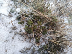 Ziziphora clinopodioides