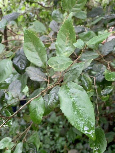 Rinorea angustifolia subsp. natalensis image