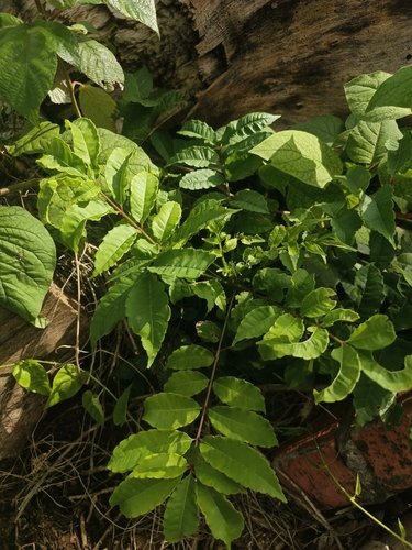 Zanthoxylum rhoifolium (Zanthoxylum rhoifolium)