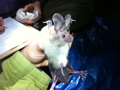 Macrotus waterhousii