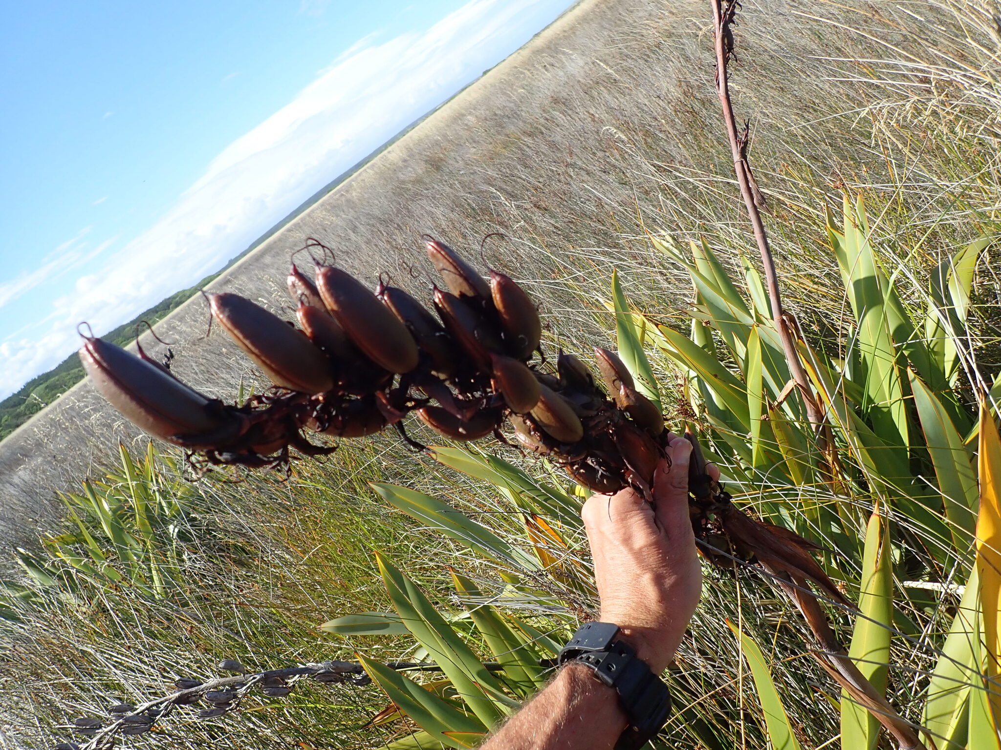 Phormium tenax