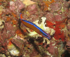 Pseudochromis aldabraensis